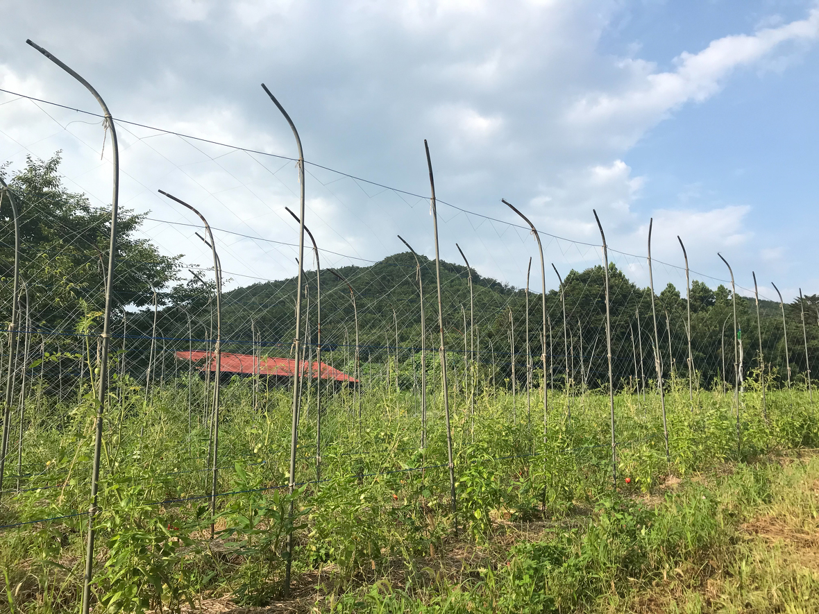 トマト畑の様子