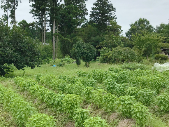 バジル畑の様子