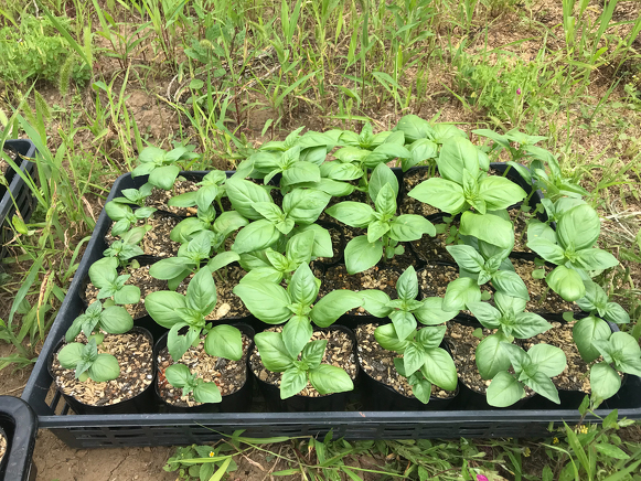 スイートバジルの苗