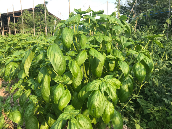 成長したスイートバジル