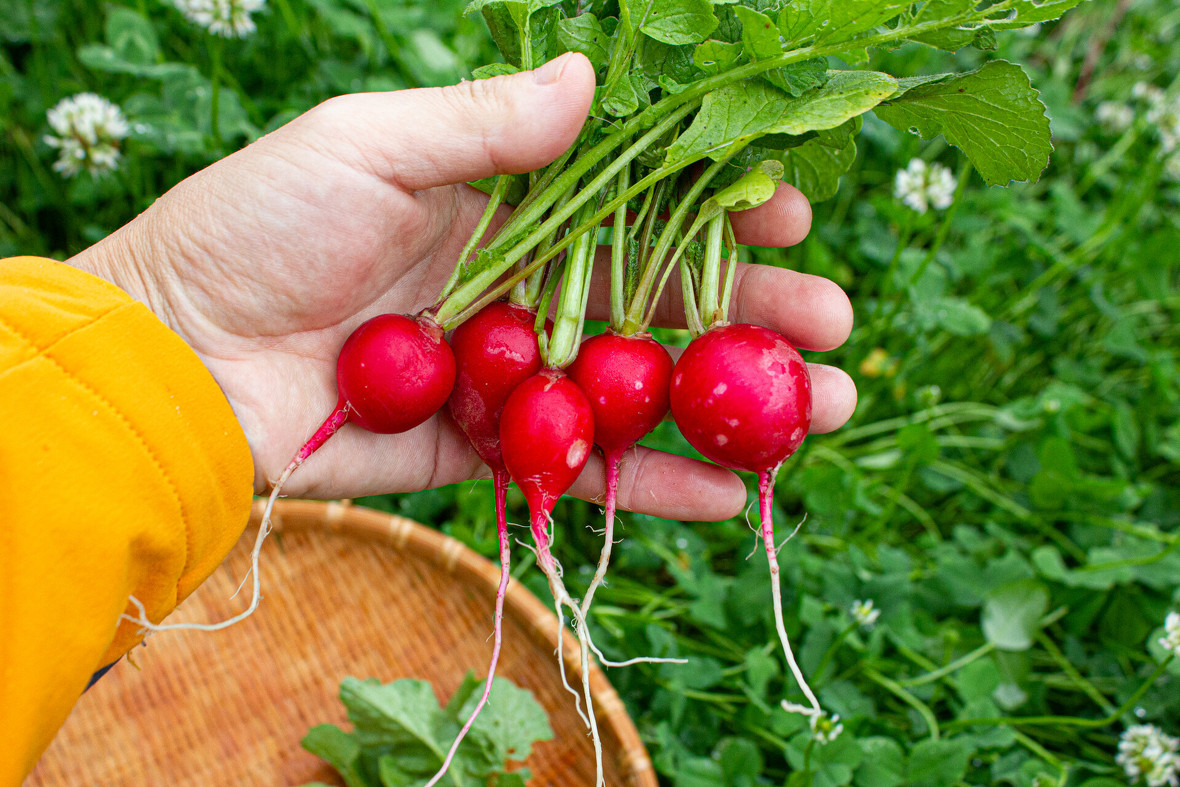 コメットの収穫時の様子