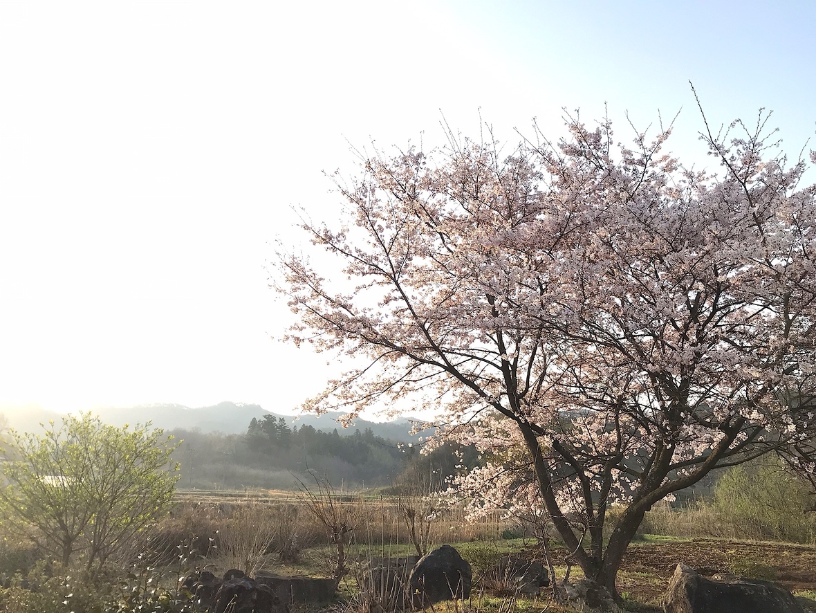 農園にある桜