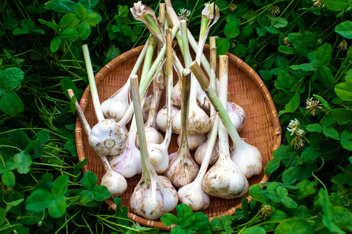 約1kgのニンニク