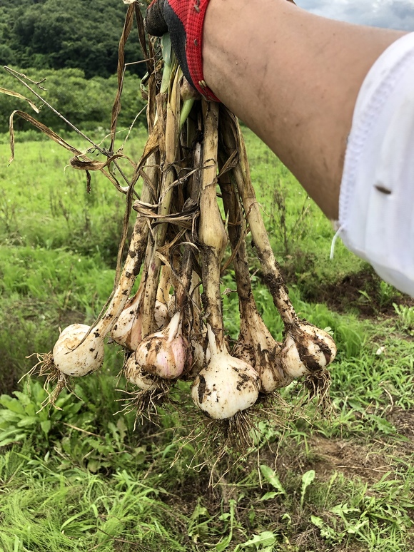 ニンニク「福地ホワイトロッペン」の収穫