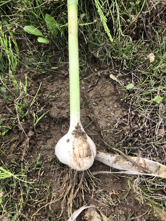 ホワイトロッペンの収穫直前の試し掘り