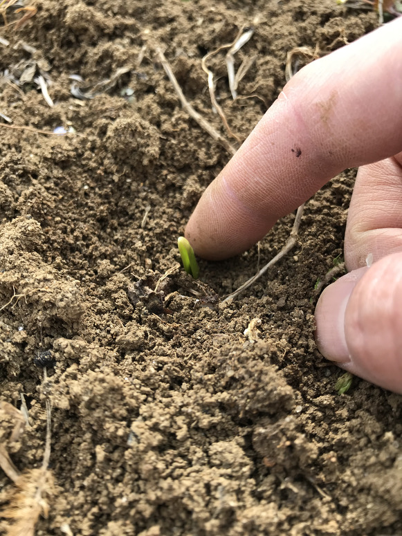 ホワイトロッペンの芽吹きの様子