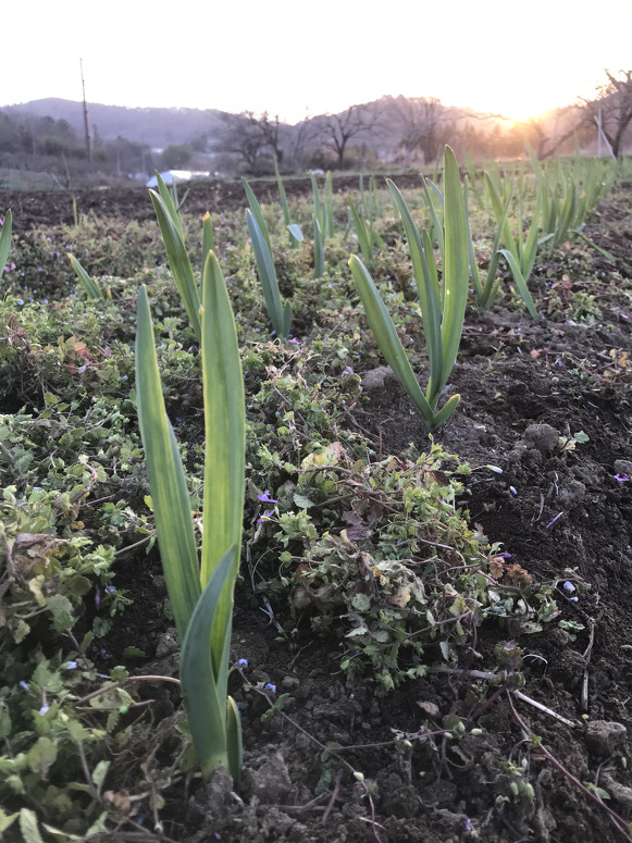 ホワイトロッペンの成長過程