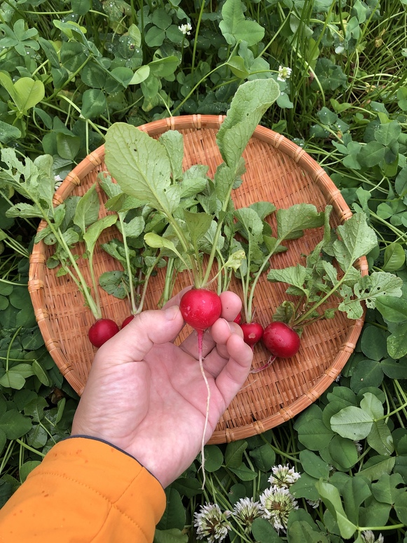 コメットの収穫時の様子