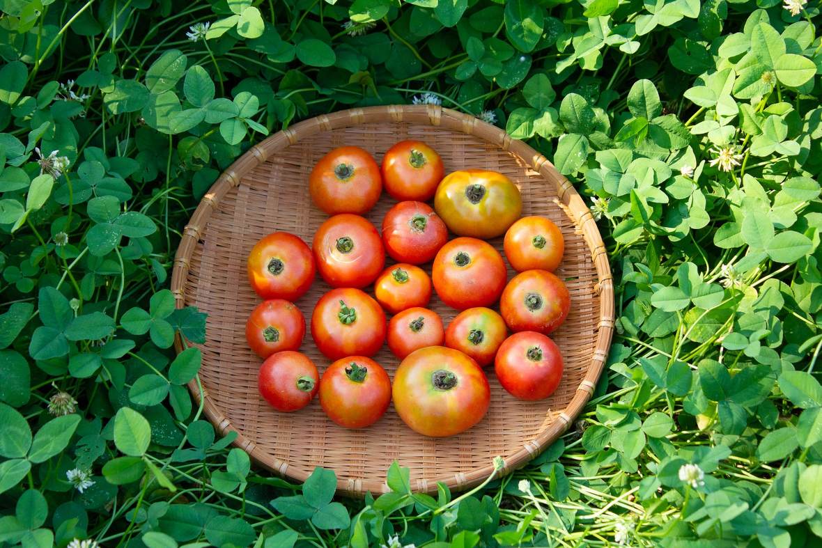 セレブスイートトマト約1kg