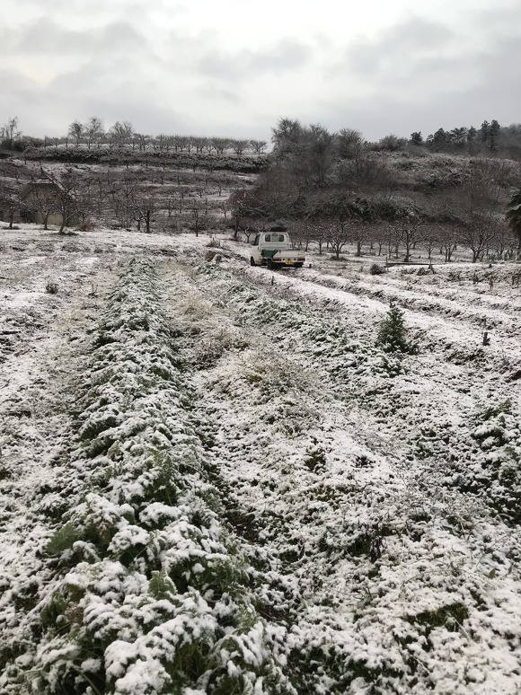 秋冬ニンジンの「新黒田五寸」の生育様子