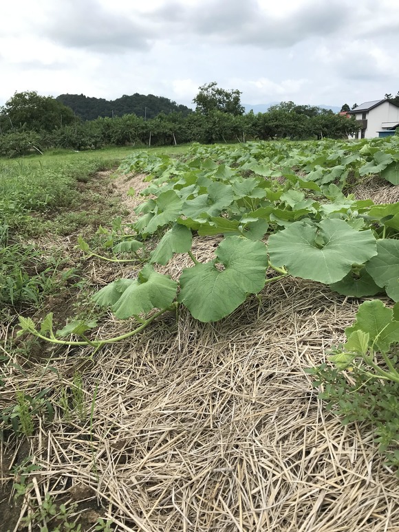 カボチャの品種「カンリー2号」の生育様子